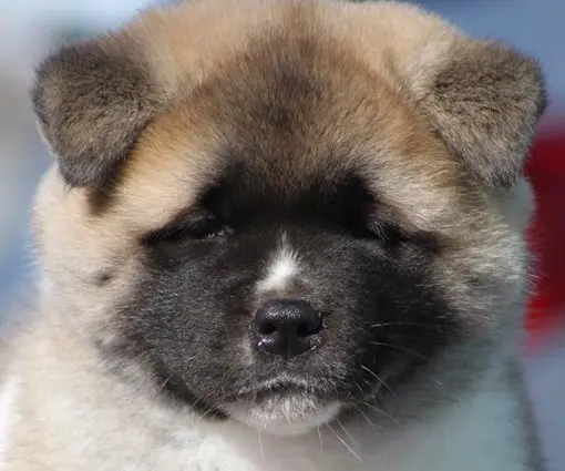 Akita Club of America